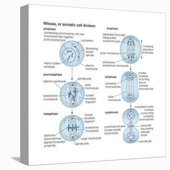 Mitosis, Somatic Cell Division, Biology-Encyclopaedia Britannica-Stretched Canvas