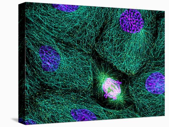 Mitosis-Dr. Torsten Wittmann-Premier Image Canvas