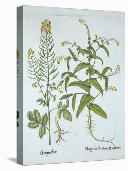 Mitre Cress and White Mustard, from 'Hortus Eystettensis', by Basil Besler (1561-1629), Pub. 1613 (-German School-Premier Image Canvas