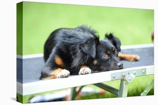 Mixed Breed Dog, Couch, Lying-David & Micha Sheldon-Premier Image Canvas