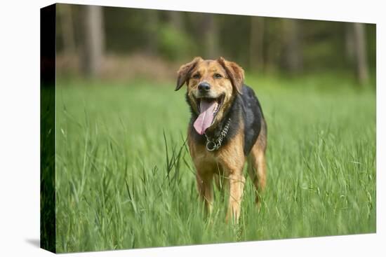 Mixed-Breed Dog, Meadow, Head-On, Is Running, Looking into Camera-David & Micha Sheldon-Premier Image Canvas