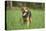 Mixed-Breed Dog, Meadow, Head-On, Is Running, Looking into Camera-David & Micha Sheldon-Premier Image Canvas