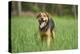 Mixed-Breed Dog, Meadow, Head-On, Is Running, Looking into Camera-David & Micha Sheldon-Premier Image Canvas