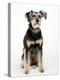 Mixed Breed Dog Sitting Down, One Ear Raised-Petra Wegner-Premier Image Canvas