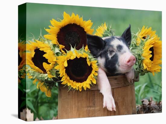 Mixed-Breed Piglet in Basket with Sunflowers, USA-Lynn M^ Stone-Premier Image Canvas