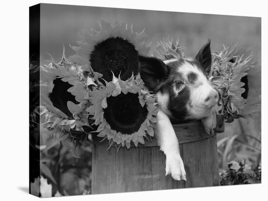 Mixed-Breed Piglet in Basket with Sunflowers, USA-Lynn M^ Stone-Premier Image Canvas