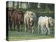 Mixed Cattle Coming for Water, Florida-Maresa Pryor-Premier Image Canvas