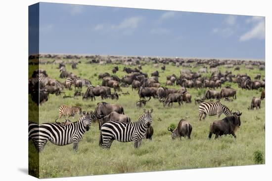 Mixed herd of wildebeest and zebras, Serengeti National Park, Tanzania, Africa-Adam Jones-Premier Image Canvas