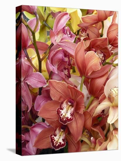Mixed Orchids-Tony Craddock-Premier Image Canvas