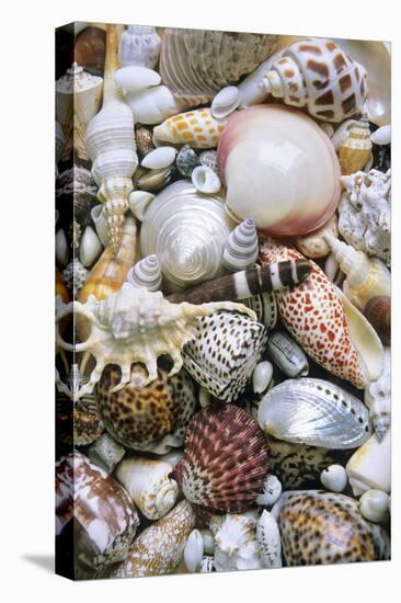 Mixed South Sea Shells-null-Premier Image Canvas