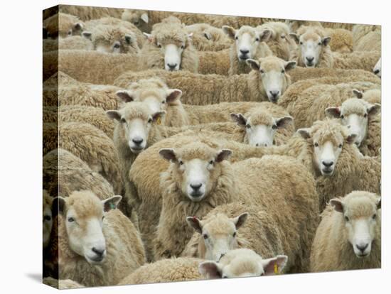 Mob of Sheep, Catlins, South Otago, South Island, New Zealand-David Wall-Premier Image Canvas