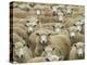 Mob of Sheep, Catlins, South Otago, South Island, New Zealand-David Wall-Premier Image Canvas