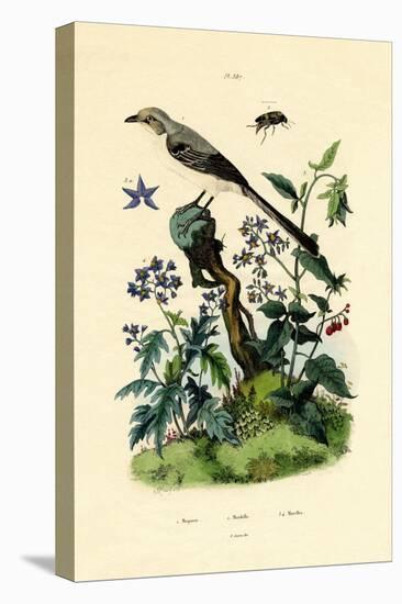 Mockingbird, 1833-39-null-Premier Image Canvas