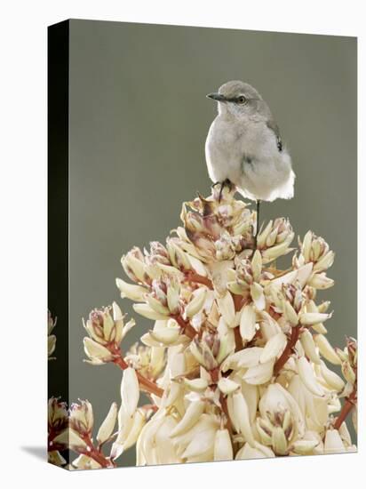 Mockingbird, Perched on Yucca Flower, Texas, USA-Rolf Nussbaumer-Premier Image Canvas