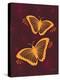 Modern Butterflies-Patty Young-Stretched Canvas