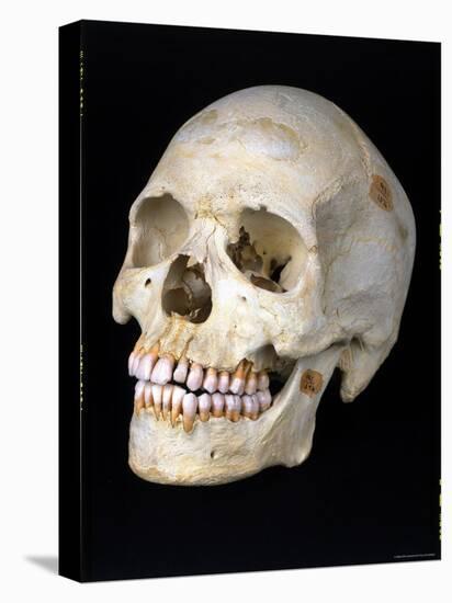 Modern Homo Sapiens Skull-Ted Thai-Premier Image Canvas