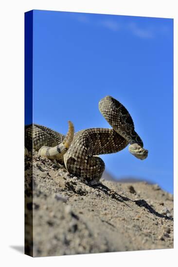 Mojave Rattlesnake (Crotalus Scutulatus) Mojave Desert, California, June-Daniel Heuclin-Premier Image Canvas