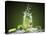 Mojito Cocktail With Splash And Ice-Jag_cz-Premier Image Canvas