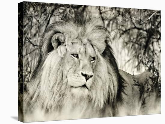 Moketsi Lion-Wink Gaines-Stretched Canvas