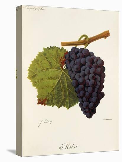 Molar Grape-J. Troncy-Premier Image Canvas