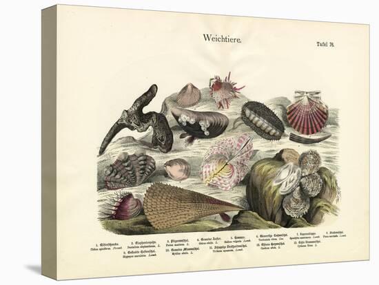 Molluscs, C.1860-null-Premier Image Canvas