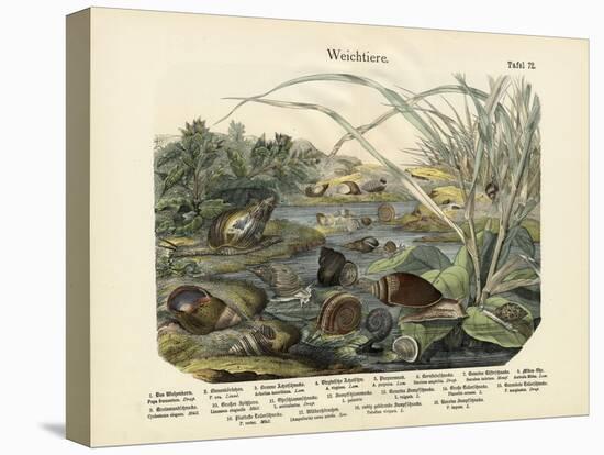 Molluscs, C.1860-null-Premier Image Canvas