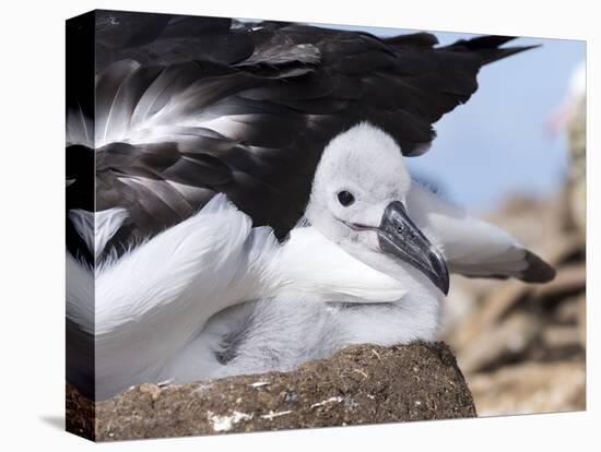 Mollymawk Chick with Adult Bird on Nest. Falkland Islands-Martin Zwick-Premier Image Canvas