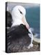 Mollymawk Chick with Adult Bird on Nest. Falkland Islands-Martin Zwick-Premier Image Canvas