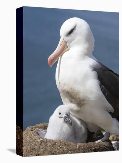 Mollymawk Chick with Adult Bird on Nest. Falkland Islands-Martin Zwick-Premier Image Canvas