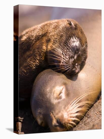 Mom and Baby Sea Lions, South Plaza Island, Galapagos Islands National Park, Ecuador-Stuart Westmoreland-Premier Image Canvas