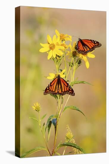 Monarch Butterflies, Prairie Ridge Sna, Marion, Illinois, Usa-Richard ans Susan Day-Premier Image Canvas