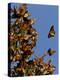 Monarch Butterflies, San Luis Obispo Country, California, USA-Cathy & Gordon Illg-Premier Image Canvas