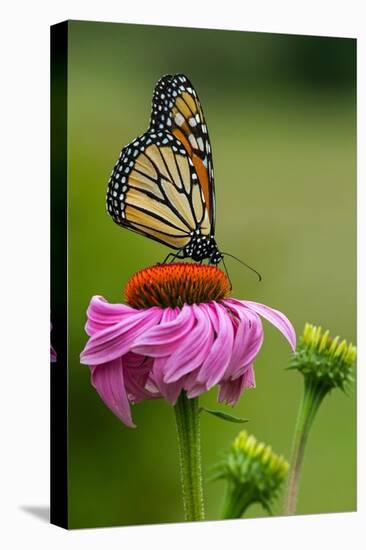 Monarch Butterfly and Flower-Lantern Press-Stretched Canvas