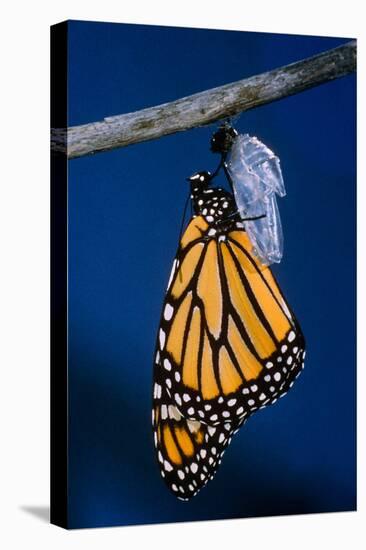 Monarch Butterfly Emerging from Cocoon-Philip Gendreau-Premier Image Canvas