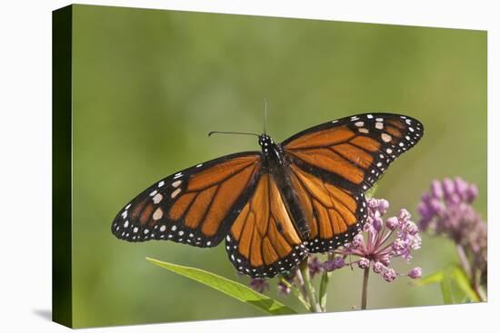 Monarch Butterfly Male on Swamp Milkweed Marion Co., Il-Richard ans Susan Day-Premier Image Canvas