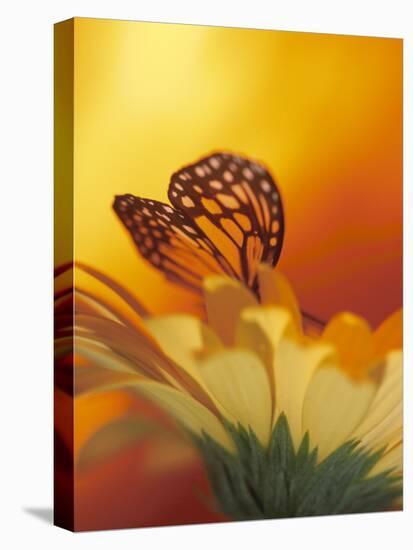 Monarch Butterfly on Daisy-null-Premier Image Canvas