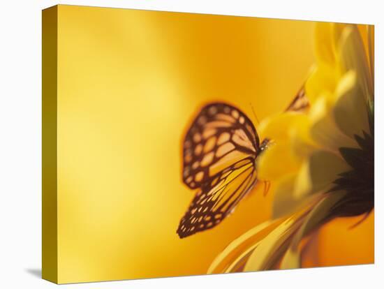 Monarch Butterfly on Daisy-null-Premier Image Canvas