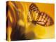 Monarch Butterfly on Daisy-null-Premier Image Canvas