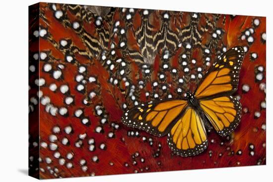 Monarch Butterfly on Tragopan Body Feather Design-Darrell Gulin-Premier Image Canvas