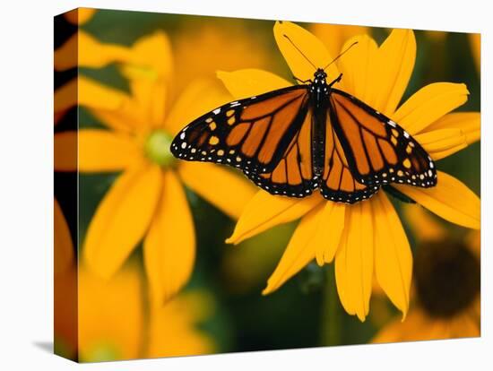 Monarch Butterfly on Yellow Flower-Darrell Gulin-Premier Image Canvas