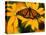 Monarch Butterfly on Yellow Flower-Darrell Gulin-Premier Image Canvas