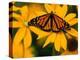 Monarch Butterfly on Yellow Flower-Darrell Gulin-Premier Image Canvas