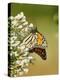 Monarch Butterfly-Gary Carter-Premier Image Canvas