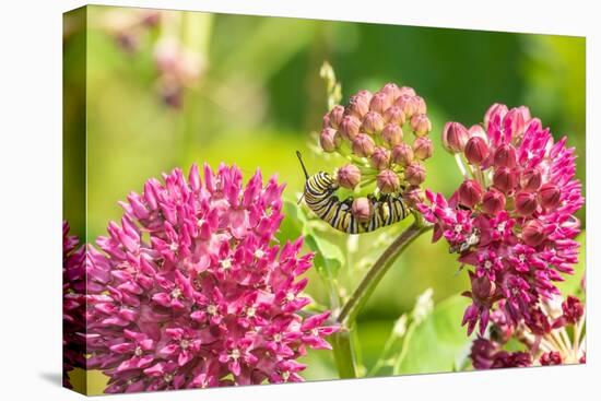 Monarch caterpillar on purple milkweed-Richard and Susan Day-Premier Image Canvas