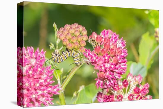 Monarch caterpillar on purple milkweed-Richard and Susan Day-Premier Image Canvas