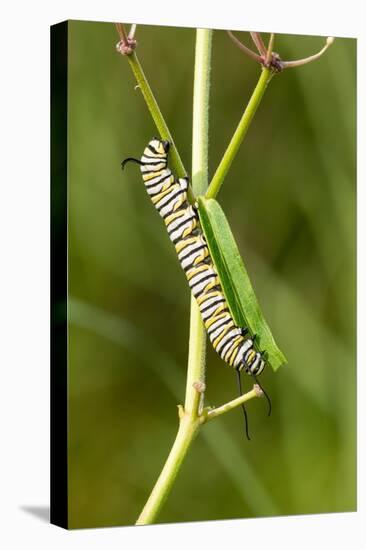 Monarch caterpillar on swamp milkweed-Richard and Susan Day-Premier Image Canvas