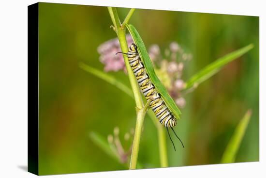 Monarch caterpillar on swamp milkweed-Richard and Susan Day-Premier Image Canvas