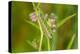 Monarch caterpillar on swamp milkweed-Richard and Susan Day-Premier Image Canvas