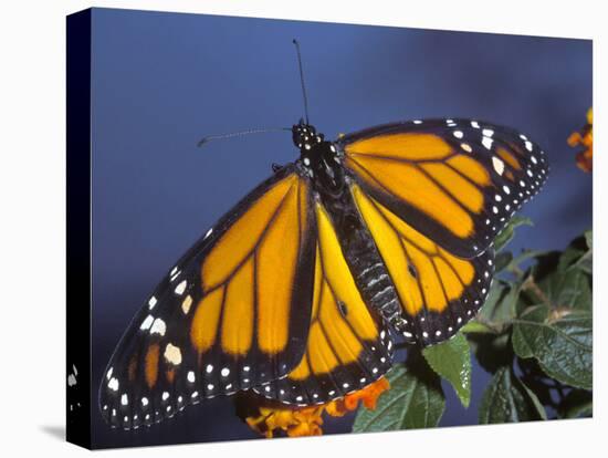 Monarch on Lantana, Florida, Usa-Maresa Pryor-Premier Image Canvas