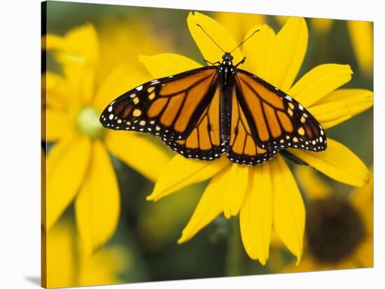 Monarch on Mexican Sunflower in the Woodland Park Zoo, Seattle, Washington, USA-Darrell Gulin-Premier Image Canvas